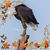 Liz Adams's profile image