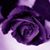 Sandra Fahnestock's profile image