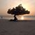 Han Van Hees's profile image