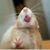 Candice Corinne Bertram's profile image