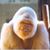 Boris Gitlin's profile image