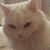 Annabelle Cordova's profile image