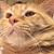 Heather Nicole Mattingly's profile image