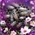 Hartsoe Teresa D'Allesandro's profile image