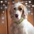 Tammy Sauvola's profile image