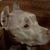 Mary Eckenroth's profile image