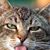 Cheryl Naus's profile image