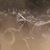 Trenton Greisen's profile image