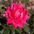 Jena Denney's profile image