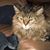 Betsy Baroody Lassiter's profile image