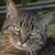 Shawna Torchia's profile image