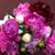 Carolyn Osborne's profile image