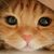 Trish Kirch's profile image