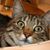 JoAnn Nakata's profile image