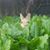 Bunny Rogers's profile image