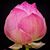 Cristie Rahn's profile image