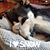 Melissa Morgan Springborn's profile image
