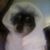 Isabelle Sabato's profile image