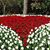 Tina Codiano Fellin's profile image