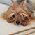 Andrew Chan's profile image