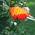 Diane Babnew Manning's profile image