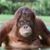 Randy Pelkey's profile image