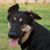 Cindy Boyd Thornton's profile image