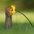 Arjin Combs's profile image