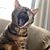 Jeff Contillo's profile image