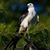 Ashiqur Rahman's profile image