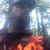 David Chromey's profile image