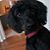 Brenda Carol Ragsdale-Yoder's profile image