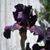 Sandy Gregerson Nelson's profile image