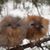 Karen Schumacher Smith's profile image