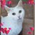 Rose Gannetta's profile image