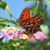 Deyanira Ordaz Rivas's profile image