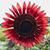 Jacque Beasley Egnatic's profile image