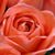 Hussam Fawakhiri's profile image
