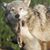 Virginia Gottardi Lutz's profile image