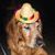 Sheri Andrews's profile image