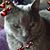Brina Salazar's profile image