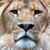 Kishore Shiraguppi's profile image
