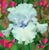 Bev Henman's profile image