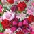 Rania Allam's profile image