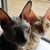 Jennifer Kopolow's profile image