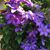 Patricia Apitz's profile image