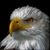 Rhonda Straughan Vanhoose's profile image