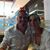 Meti Dibra's profile image