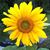 Victoria Meli Perkins's profile image