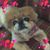 Karen Meadows Straub's profile image